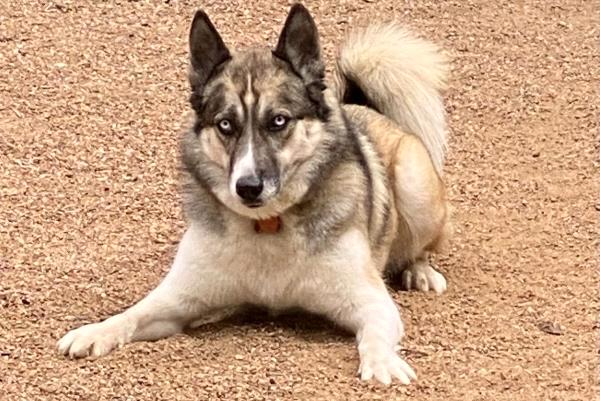 /Images/uploads/Albuquerque Publishing Company/abqjournalpetcontest_finalround2023/entries/25613thumb.jpg